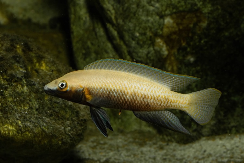 Neolamprologus nigriventris 'Kiku'